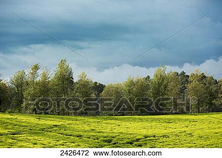 Tea plantation in the Western highlands; Ethiopia View Large Photo Image Stock Image - Tea plantation in the Western highlands; Ethiopia. Fotosearch