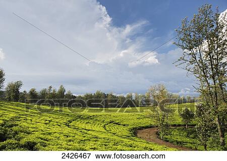 Stock Photo - Tea plantation in the Western highlands; Ethiopia. Fotosearch