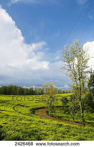 Tea plantation in the Western highlands; Ethiopia View Large Photo Image Stock Photo - Tea plantation in the Western highlands; Ethiopia. Fotosearch