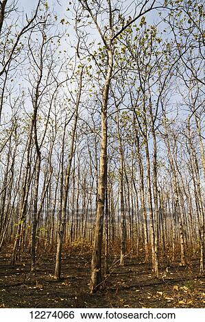 Teak (Tectona grandis) trees, Baluran National Park, East Java, Indonesia View Large Photo Image Stock Photograph - Teak (Tectona grandis) trees, Baluran National Park, East Java, Indonesia. Fotosearch