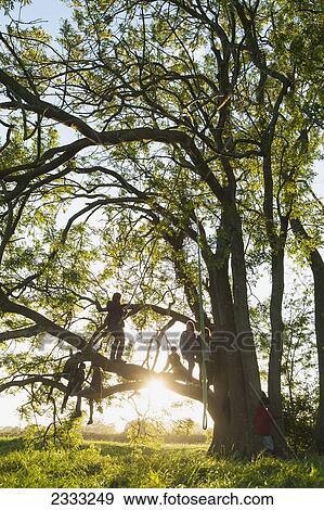 Stock Photo - Teenagers Sitting On Tree; Isfield, East Sussex, United Kingdom. Fotosearch