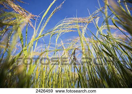 Stock Photo - Tef (Eragrostis tef), the tiny staple grain of Ethiopia used in making Injera; Ethiopia. Fotosearch