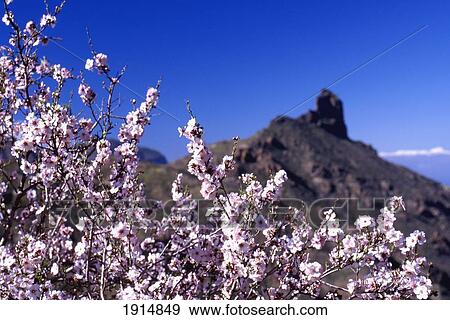 Stock Photo - Tejeda Valley. Fotosearch