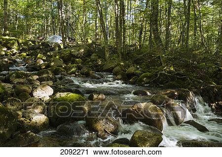 Stock Image - Tent By Brook At Sunrise In Jacques-Cartier National Park; Quebec Canada. Fotosearch