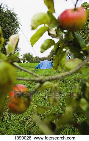 Stock Photograph - Tent Pitched In Between The Trees In A Cider Apple Orchard. Fotosearch