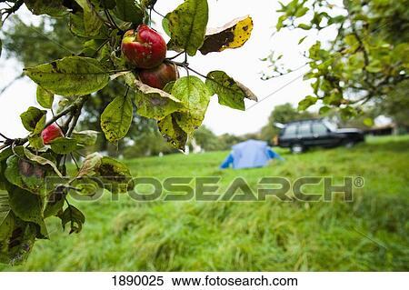 Tent Pitched In Between The Trees In A Cider Apple Orchard View Large Photo Image Stock Photography - Tent Pitched In Between The Trees In A Cider Apple Orchard. Fotosearch