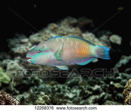 Terminal male Bullethead Parrotfish (Chlororus sordidus); Kona, Island of Hawaii, Hawaii, United States of America View Large Photo Image Stock Photograph - Terminal male Bullethead Parrotfish (Chlororus sordidus); Kona, Island of Hawaii, Hawaii, United States of America. Fotosearch