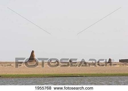 Stock Photo - Termite Mounds Along The Shores Of The Niger River Between Niafunke And Kabara, Mali. Fotosearch
