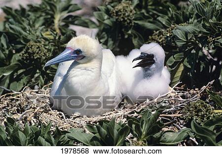 Stock Photo - Tern Island, Red-Footed Booby Adult And Chick (Sula Sula Rubripes).. Fotosearch