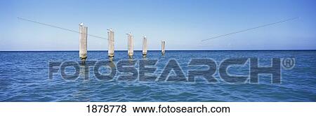 Stock Photo - Terns Sitting On Wooden Pilings In The Water Off Dickenson Bay. Fotosearch
