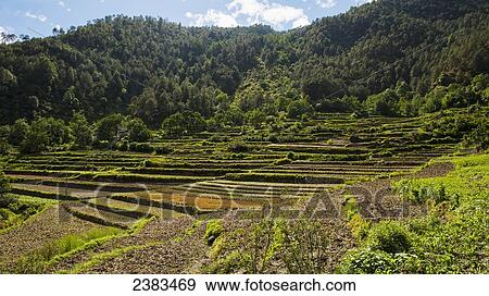 Terraced farming; Yunnan Province, China View Large Photo Image Stock Photo - Terraced farming; Yunnan Province, China. Fotosearch