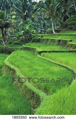 Terraced Fields Of Rice View Large Photo Image Stock Image - Terraced Fields Of Rice. Fotosearch