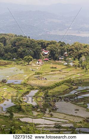 Stock Image - Terraced rice fields and tongkonan, traditional Torajan ancestral houses, Batutumonga, Toraja Land, South Sulawesi, Indonesia. Fotosearch