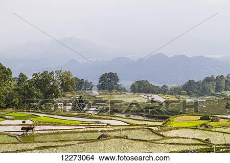 Terraced rice fields, Batutumonga, Toraja Land, South Sulawesi, Indonesia View Large Photo Image Picture - Terraced rice fields, Batutumonga, Toraja Land, South Sulawesi, Indonesia. Fotosearch
