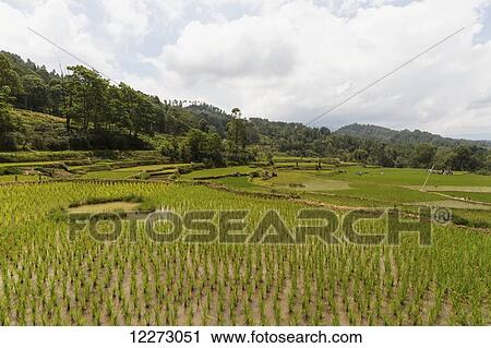 Stock Image - Terraced rice fields, Batutumonga, Toraja Land, South Sulawesi, Indonesia. Fotosearch