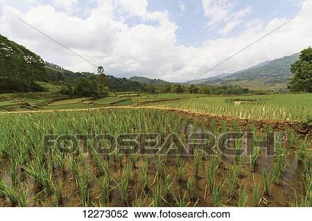Stock Image - Terraced rice fields, Batutumonga, Toraja Land, South Sulawesi, Indonesia. Fotosearch