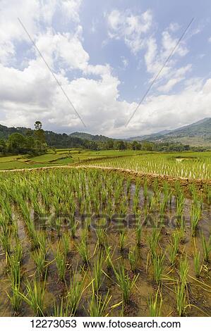 Stock Image - Terraced rice fields, Batutumonga, Toraja Land, South Sulawesi, Indonesia. Fotosearch