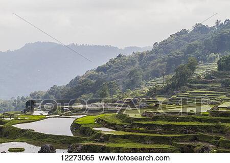 Terraced rice fields, Batutumonga, Toraja Land, South Sulawesi, Indonesia View Large Photo Image Stock Photography - Terraced rice fields, Batutumonga, Toraja Land, South Sulawesi, Indonesia. Fotosearch