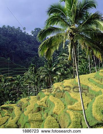 Terraced Rice Paddies And Palm Trees View Large Photo Image Stock Image - Terraced Rice Paddies And Palm Trees. Fotosearch