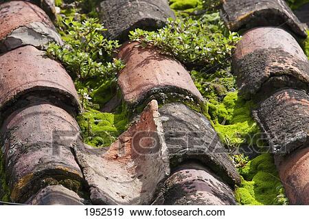 Terracotta roof tiles overgrown with moss,, Cochabamba, Bolivia View Large Photo Image Stock Photo - Terracotta roof tiles overgrown with moss,, Cochabamba, Bolivia. Fotosearch