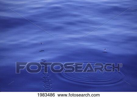 Stock Photograph - Thailand, A Pair Of Flying Fish (Cypselurus Suttoni) Take To The Air In The Andaman Sea.. Fotosearch