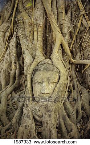 Thailand, Ayuthaya, Close up Of Stone Buddha Head With Tree Roots Growing Over It; Wat Mahathat View Large Photo Image Stock Image - Thailand, Ayuthaya, Close up Of Stone Buddha Head With Tree Roots Growing Over It; Wat Mahathat. Fotosearch