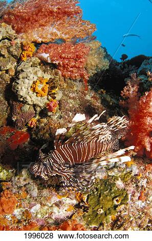 Thailand, Bright Colorful Reef Scene With Lionfish (Pterois Volitans). View Large Photo Image Stock Photo - Thailand, Bright Colorful Reef Scene With Lionfish (Pterois Volitans).. Fotosearch
