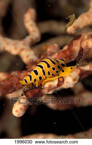 Thailand, Bright Tiger Ovulid (Crenavolva Tigris) Perched On Coral. View Large Photo Image Stock Image - Thailand, Bright Tiger Ovulid (Crenavolva Tigris) Perched On Coral.. Fotosearch