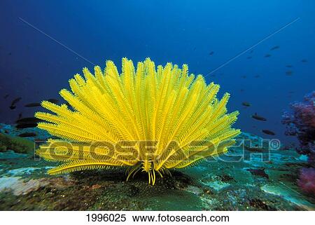 Thailand, Bright Yellow Crinoid (Comanthus Bennetti), Blue Ocean Background. View Large Photo Image Stock Photography - Thailand, Bright Yellow Crinoid (Comanthus Bennetti), Blue Ocean Background.. Fotosearch