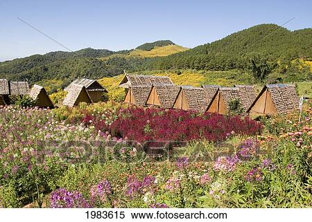 Thailand, Bungalows in Toong Bua Tong Forest Park; Mae Hong Son Province View Large Photo Image Stock Photography - Thailand, Bungalows in Toong Bua Tong Forest Park; Mae Hong Son Province. Fotosearch