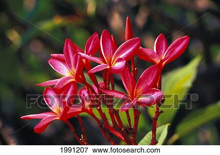 Stock Photo - Thailand, Cha-Am, Close-Up Pink Plumerias On Branch. Fotosearch