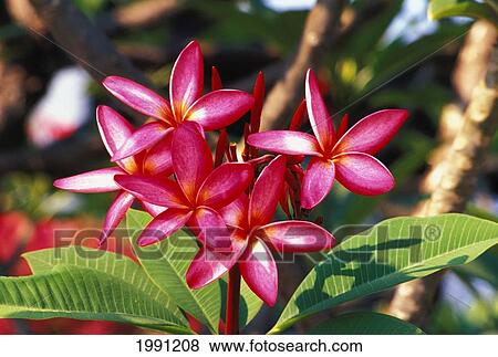 Thailand, Cha-Am, Close-Up Pink Plumerias On Branch View Large Photo Image Stock Photo - Thailand, Cha-Am, Close-Up Pink Plumerias On Branch. Fotosearch