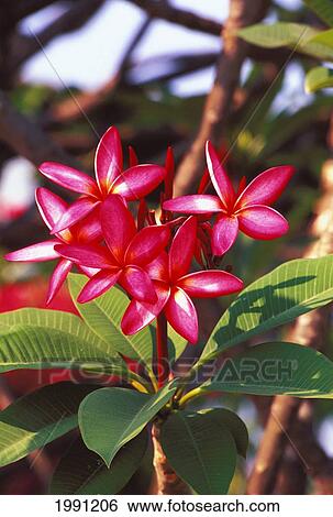 Stock Photograph - Thailand, Cha-Am, Close-Up Pink Plumerias On Branch. Fotosearch