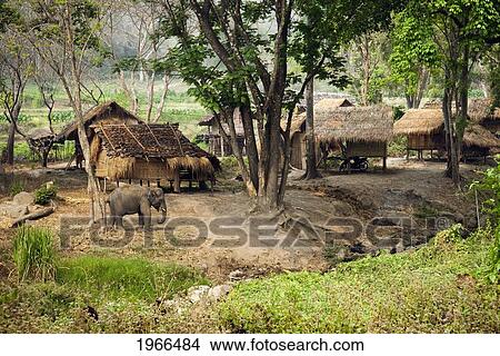 Thailand, Chiang Mai Province, Patara Elephant Farm. View Large Photo Image Picture - Thailand, Chiang Mai Province, Patara Elephant Farm.. Fotosearch