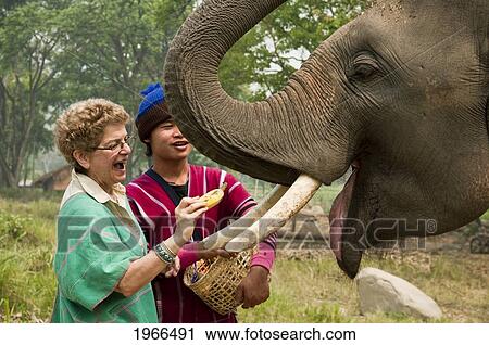 Thailand, Chiang Mai Province, Patara Elephant Farm, Young Man And Elderly Woman Feed An Elephant. View Large Photo Image Stock Image - Thailand, Chiang Mai Province, Patara Elephant Farm, Young Man And Elderly Woman Feed An Elephant.. Fotosearch
