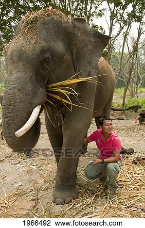 Stock Image - Thailand, Chiang Mai Province, Patara Elepahant Farm, Owner Demonstrating Care Of Elephants.. Fotosearch