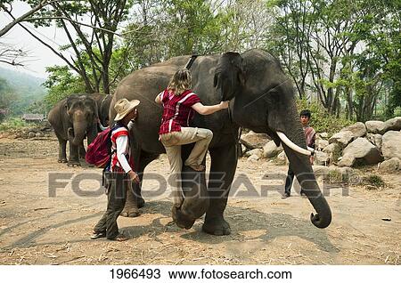 Thailand, Chiang Mai Province, Patara Elepahant Farm, Tourist Learning How To Mount Elephant. View Large Photo Image Stock Image - Thailand, Chiang Mai Province, Patara Elepahant Farm, Tourist Learning How To Mount Elephant.. Fotosearch