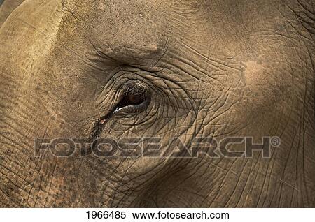 Thailand, Chiang Mai Province, Patara Elephant Farm, Close-Up Of Elephant Eye And Skin. View Large Photo Image Stock Photography - Thailand, Chiang Mai Province, Patara Elephant Farm, Close-Up Of Elephant Eye And Skin.. Fotosearch