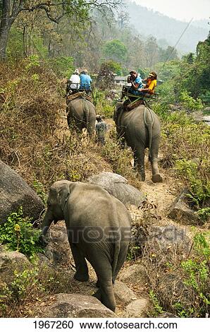 Thailand, Chiang Mai Province, Tourists Riding Elephants Of Mae Tang Tours. For Editorial Use Only. View Large Photo Image Stock Image - Thailand, Chiang Mai Province, Tourists Riding Elephants Of Mae Tang Tours. For Editorial Use Only.. Fotosearch