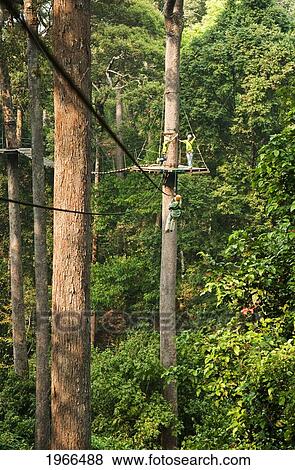 Thailand, Chiang Mai, Visitors Take A Jungle Zipline And Canopy Tour (Jungle Flight). View Large Photo Image Stock Photo - Thailand, Chiang Mai, Visitors Take A Jungle Zipline And Canopy Tour (Jungle Flight).. Fotosearch