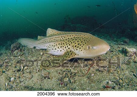 Thailand, Close-Up Front Angle Leopard Shark Aka Zebra Shark (Stegostoma Fasciatum) Bottom Green Ocean View Large Photo Image Stock Photograph - Thailand, Close-Up Front Angle Leopard Shark Aka Zebra Shark (Stegostoma Fasciatum) Bottom Green Ocean. Fotosearch