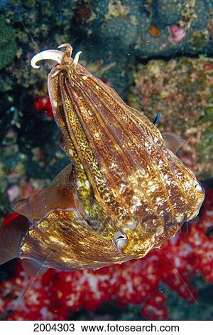 Thailand, Close-Up Front Angle Cuttlefish Near Coral (Sepia Pharaonis) Soft Coral Background View Large Photo Image Stock Image - Thailand, Close-Up Front Angle Cuttlefish Near Coral (Sepia Pharaonis) Soft Coral Background. Fotosearch