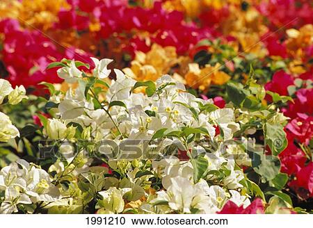 Stock Image - Thailand, Close-Up Of Bougainvillea Blossoms. Fotosearch