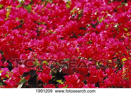 Stock Photo - Thailand, Close-Up Of Bougainvillea Blossoms. Fotosearch