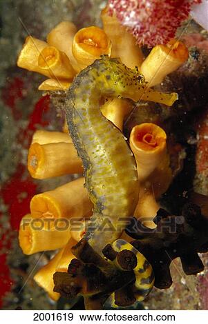 Stock Photo - Thailand, Close-Up Seahorse (Hippocampus Sp? ) Orange Tube Coral (Tubastrea Coccinea). Fotosearch