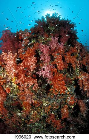 Stock Image - Thailand, Colorful Reef Scene With Alcyonarian Coral And Schooling Cardinal Fish.. Fotosearch