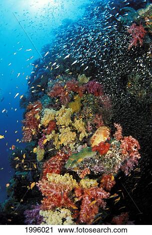 Thailand, Colorful Reef Scene With Alcyonarian Coral And Schooling Cardinal Fish. View Large Photo Image Stock Image - Thailand, Colorful Reef Scene With Alcyonarian Coral And Schooling Cardinal Fish.. Fotosearch