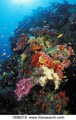 Thailand, Colorful Reef Scene With Alcyonarian Coral And Schooling Cardinal Fish. View Large Photo Image Stock Photo - Thailand, Colorful Reef Scene With Alcyonarian Coral And Schooling Cardinal Fish.. Fotosearch