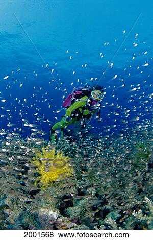Thailand, Diver Background Reef Scene Yellow Crinoid And School Cardinalfish (Comanthus Bennetti) Rhabdamia Cypselura View Large Photo Image Stock Photo - Thailand, Diver Background Reef Scene Yellow Crinoid And School Cardinalfish (Comanthus Bennetti) Rhabdamia Cypselura. Fotosearch