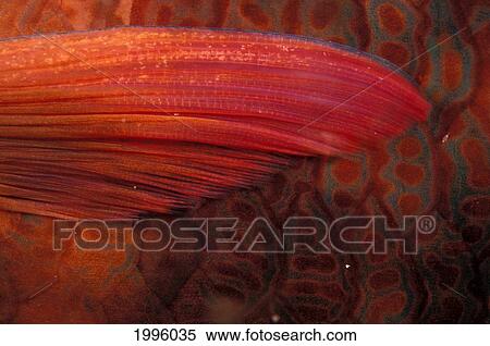 Thailand, Extreme Close-Up Detail Of Parrotfish (Scarus) Pectoral Fin And Scale. View Large Photo Image Stock Photography - Thailand, Extreme Close-Up Detail Of Parrotfish (Scarus) Pectoral Fin And Scale.. Fotosearch